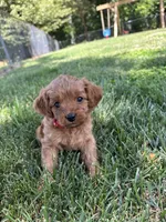 Daisy , a female Cavapoo for sale in Bostic, NC – 3 of 6