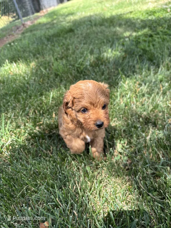 Denver  – Cavapoo puppy for sale in Bostic, NC