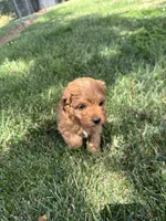 Denver , a male Cavapoo for sale in Bostic, NC – 1 of 5
