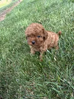 Duke, a male Cavapoo for sale in Bostic, NC – 2 of 5