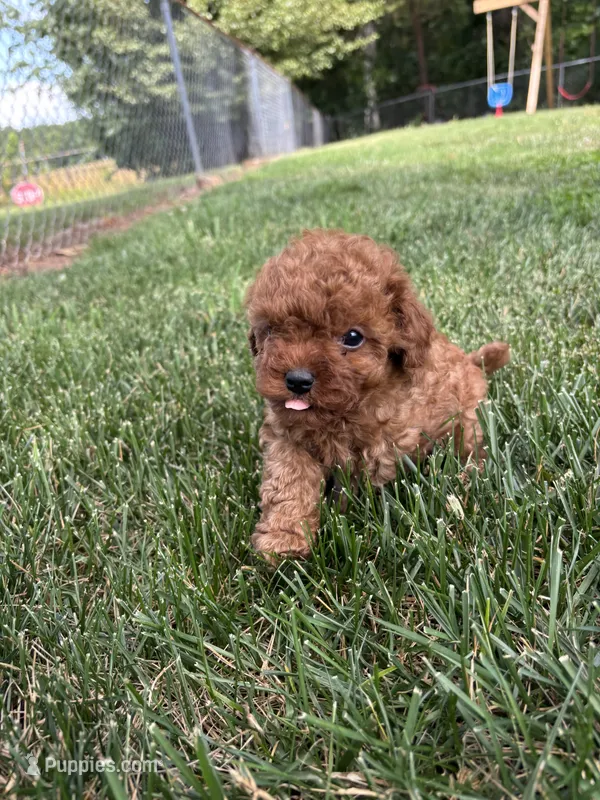 Duke - F1b – Cavapoo puppy for sale in Bostic, NC