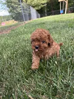 Duke, a male Cavapoo for sale in Bostic, NC – 4 of 5