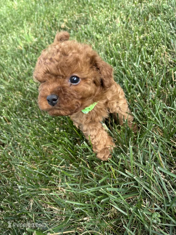 Duke – Cavapoo puppy for sale in Bostic, NC