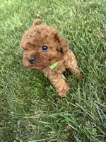 Duke, a male Cavapoo for sale in Bostic, NC – 1 of 5