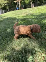 Denver , a male Cavapoo for sale in Bostic, NC – 5 of 5