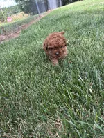 Duke, a male Cavapoo for sale in Bostic, NC – 5 of 5
