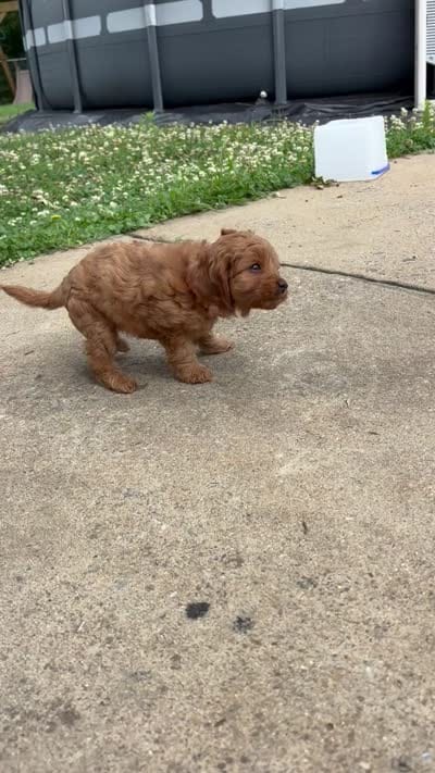 Daisy - F1b, a female Cavapoo for sale in Bostic, NC – 8 of 8