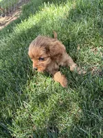 Daisy , a female Cavapoo for sale in Bostic, NC – 5 of 6