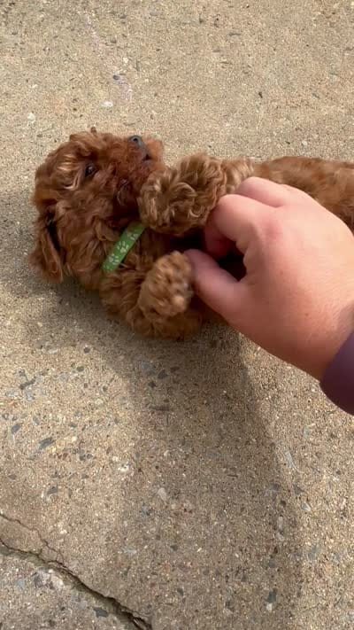 Duke - F1b, a male Cavapoo for sale in Bostic, NC – 6 of 6