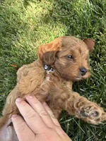 Denver , a male Cavapoo for sale in Bostic, NC – 4 of 5