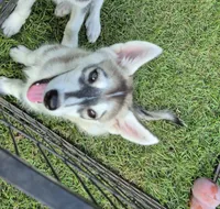 Male#2, a male Siberian Husky for sale in Dothan, AL – 3 of 3