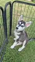 Male#1, a male Siberian Husky for sale in Dothan, AL – 2 of 4