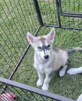 Male#2, a male Siberian Husky for sale in Dothan, AL – 2 of 3