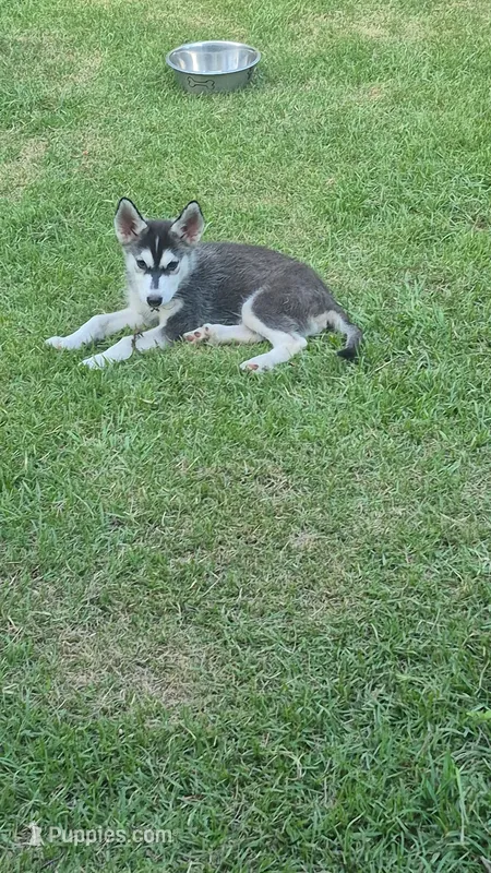 Male#1 – Siberian Husky puppy for sale in Dothan, AL