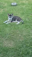 Male#1, a male Siberian Husky for sale in Dothan, AL – 1 of 4