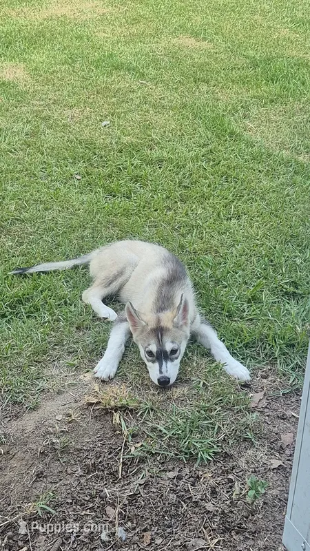 Male#2 – Siberian Husky puppy for sale in Dothan, AL