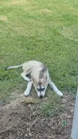 Male#2, a male Siberian Husky for sale in Dothan, AL – 1 of 3