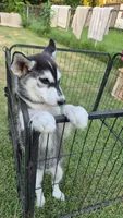 Male#1, a male Siberian Husky for sale in Dothan, AL – 4 of 4