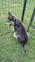 Male#1, a male Siberian Husky for sale in Dothan, AL – 3 of 4