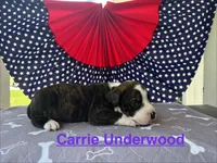 Female #5/ Carrie Underwood, a female American Bulldog for sale in Mascotte, FL – 5 of 6
