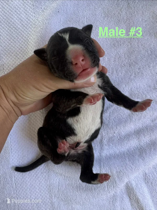 Male #3 – American Bulldog puppy for sale in Mascotte, FL