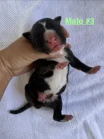 Male #3, a male American Bulldog for sale in Mascotte, FL – 1 of 2