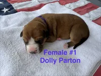 Dolly Parton/ Female #1, a female American Bulldog for sale in Mascotte, FL – 2 of 7
