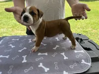 Male #2/ George Jones, a male American Bulldog for sale in Mascotte, FL – 4 of 6