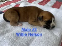 Willie Nelson / Male #2, a male American Bulldog for sale in Mascotte, FL – 2 of 5