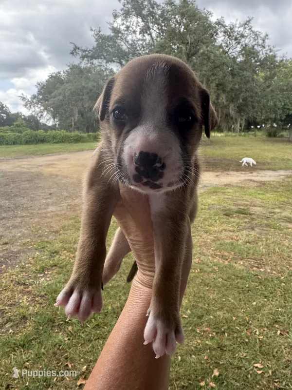 Patsy Cline / Female #3 – American Bulldog puppy for sale in Mascotte, FL