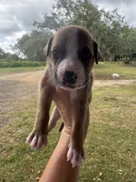 Patsy Cline / Female #3, a female American Bulldog for sale in Mascotte, FL – 3 of 6