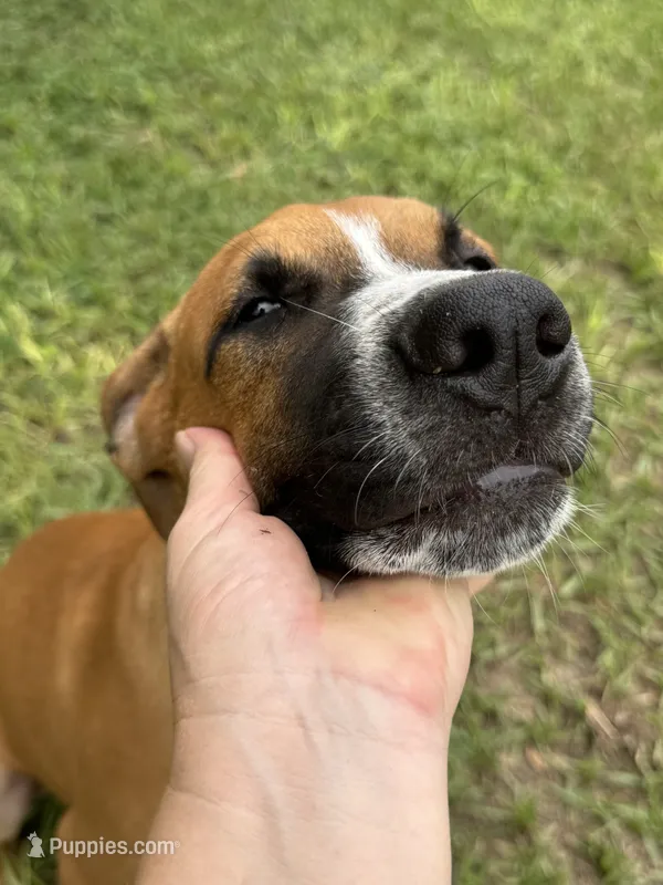 Willie Nelson – American Bulldog puppy for sale in Mascotte, FL