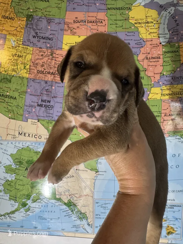Alan Jackson – American Bulldog puppy for sale in Mascotte, FL
