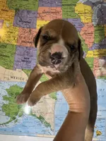 Alan Jackson, a male American Bulldog for sale in Mascotte, FL – 1 of 2