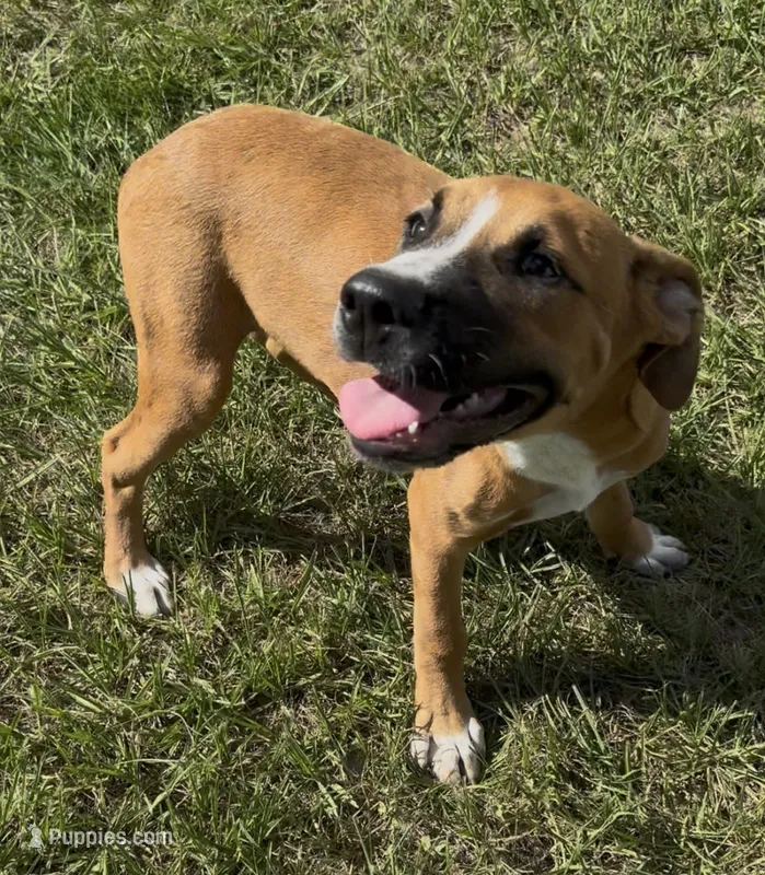 Willie Nelson – American Bulldog puppy for sale in Mascotte, FL