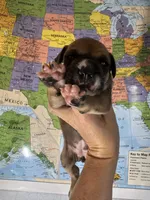 Chick , a female American Bulldog for sale in Mascotte, FL – 2 of 2