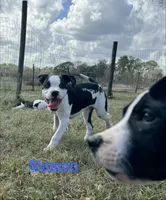 Simeon, a male American Bulldog for sale in Mascotte, FL – 5 of 5