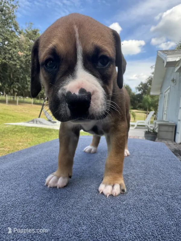 George Straight – American Bulldog puppy for sale in Mascotte, FL