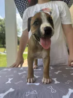 Patsy Cline / Female #3, a female American Bulldog for sale in Mascotte, FL – 2 of 6