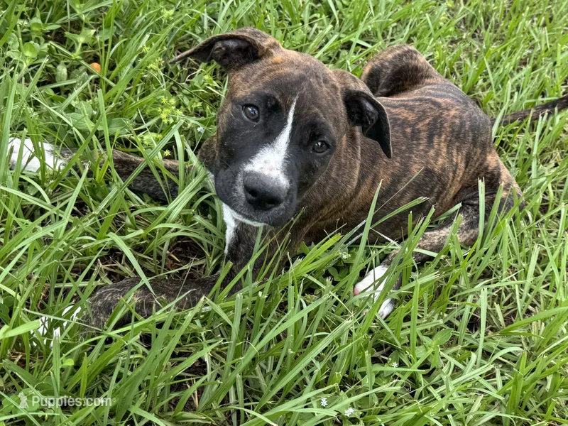 Female #2/ Tanya Tucker – American Bulldog puppy for sale in Mascotte, FL