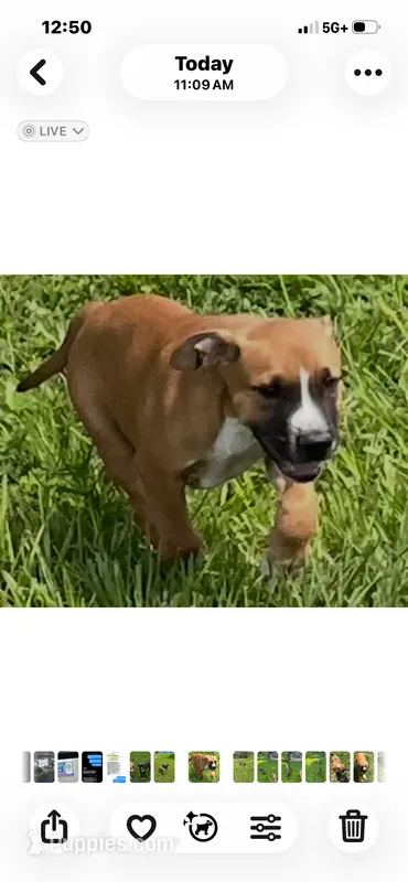 Willie Nelson – American Bulldog puppy for sale in Mascotte, FL