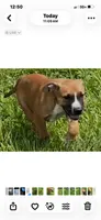 Willie Nelson, a male American Bulldog for sale in Mascotte, FL – 1 of 3