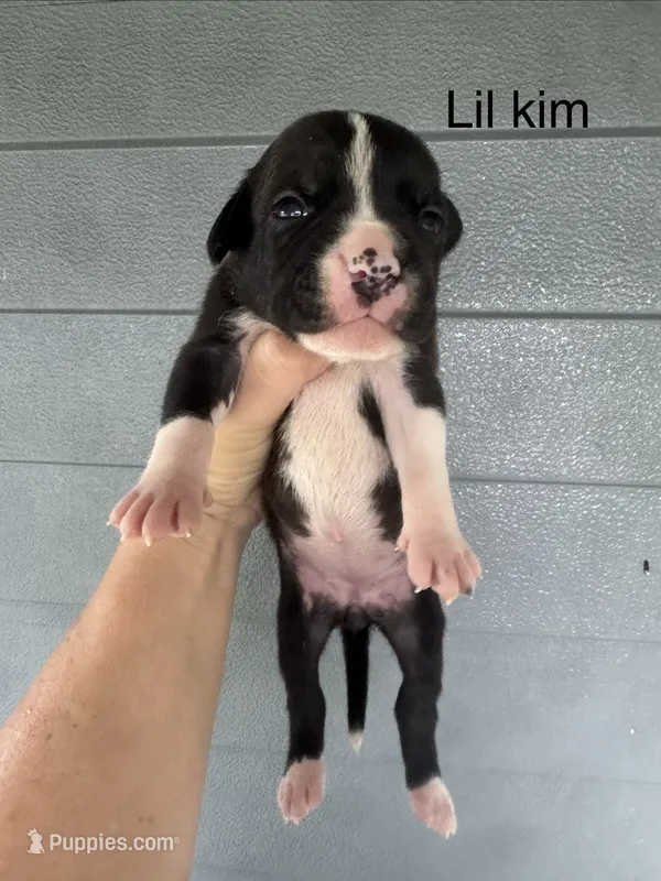 Lil Kim – American Bulldog puppy for sale in Mascotte, FL