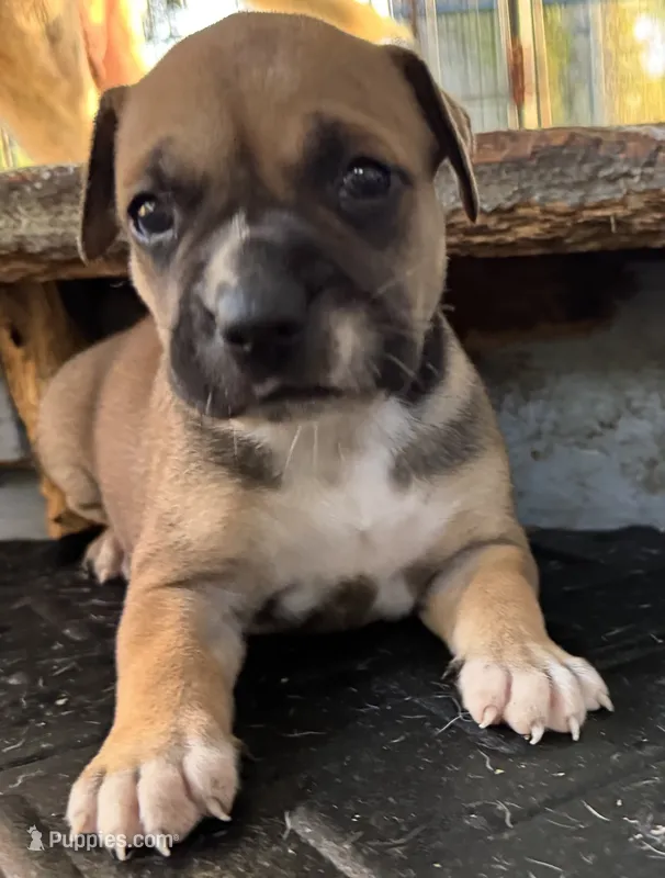 Chick  – American Bulldog puppy for sale in Mascotte, FL