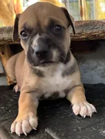 Chick , a female American Bulldog for sale in Mascotte, FL – 1 of 2