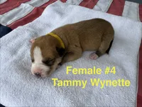 Tammy Wynette/ Female #4, a female American Bulldog for sale in Mascotte, FL – 2 of 3