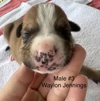 Waylon Jennings/ Male #3, a male American Bulldog for sale in Mascotte, FL – 1 of 3