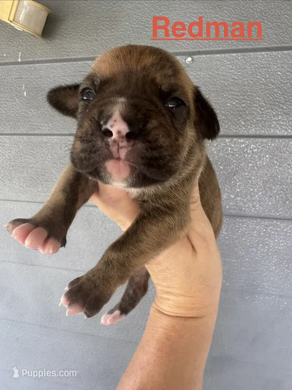 Redman – American Bulldog puppy for sale in Mascotte, FL