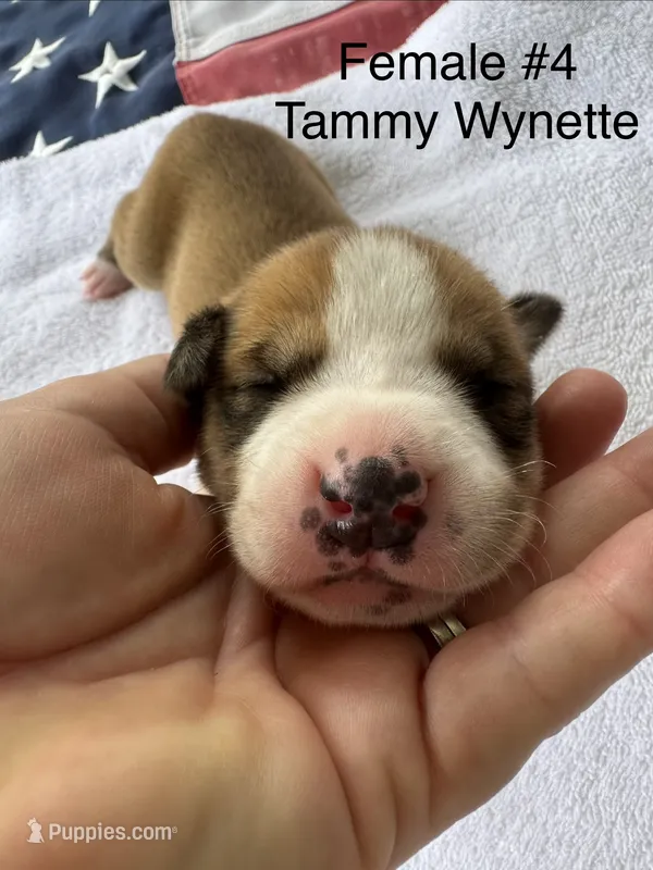 Tammy Wynette/ Female #4 – American Bulldog puppy for sale in Mascotte, FL