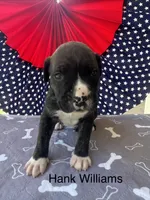 Male #3/ Hank Williams, a male American Bulldog for sale in Mascotte, FL – 1 of 6
